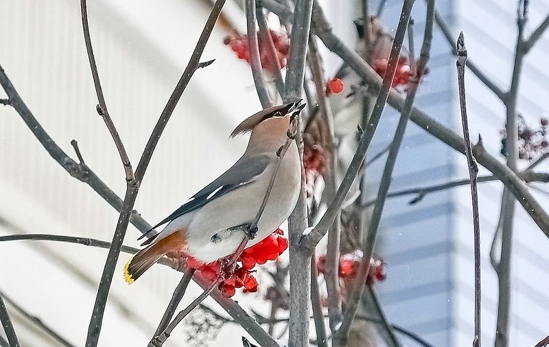 Телекинезphoto preview