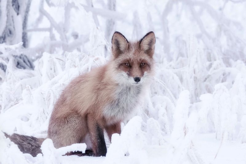 снег, сибирь, мороз, лиса, иней Лисphoto preview