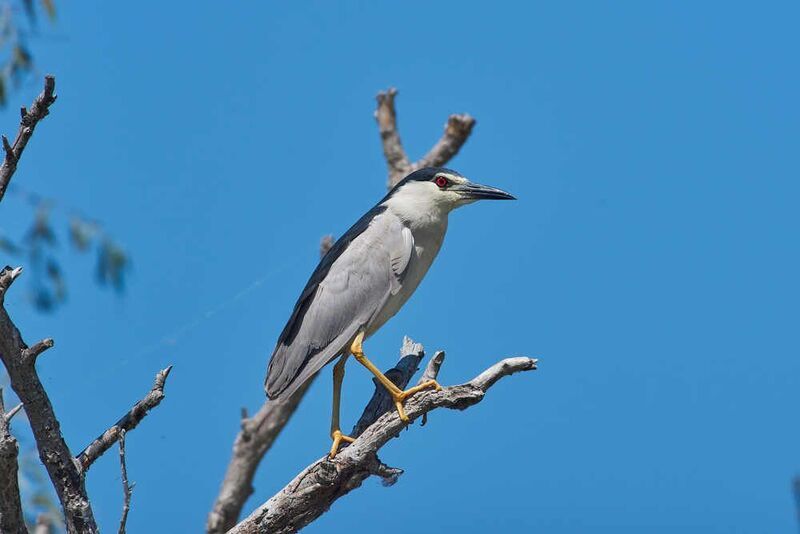 кваква, цапля,  Кваква фото превью
