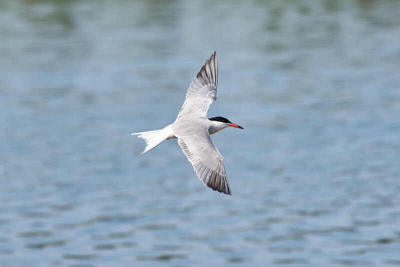 речная крачка, птицы,  Речная крачка фото превью