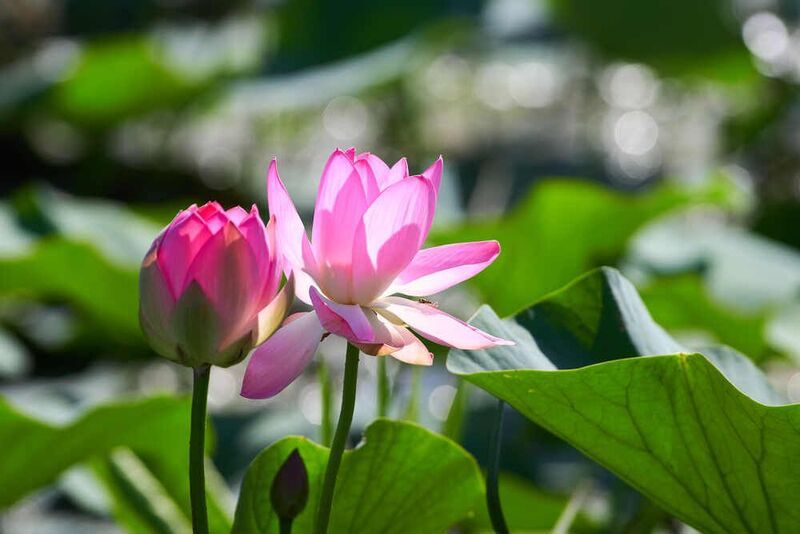 Лотос орехоносный,  Лотос орехоносный фото превью