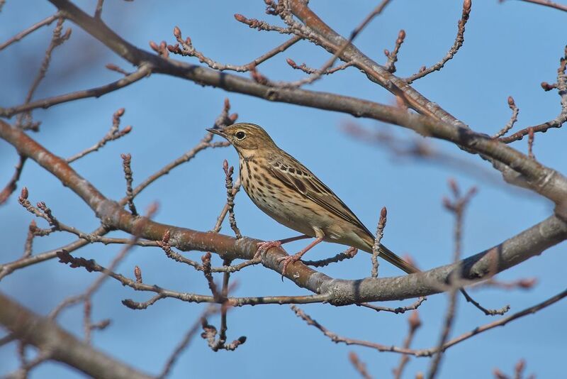 Лесной конек, птицы,  Лесной конек фото превью