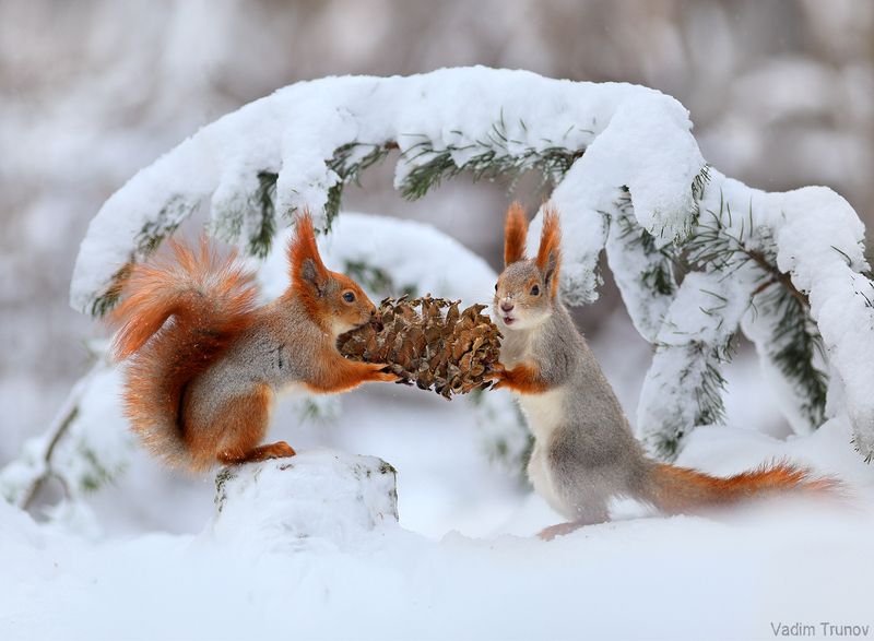 белка, шишка, зима Белки и шишкаphoto preview