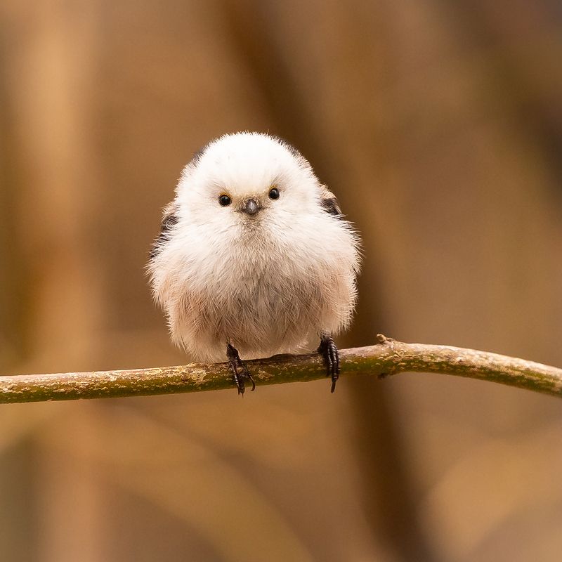 Long-tailed Tiphoto preview