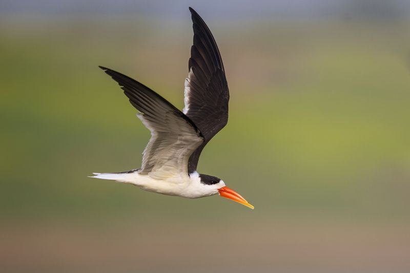 Индийский водорезphoto preview