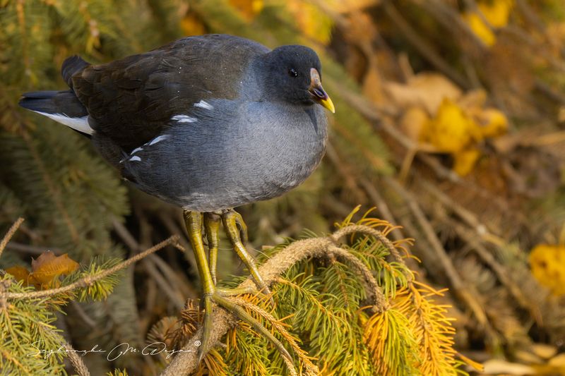 bird Nature | Wildlife Photography | Adventurephoto preview