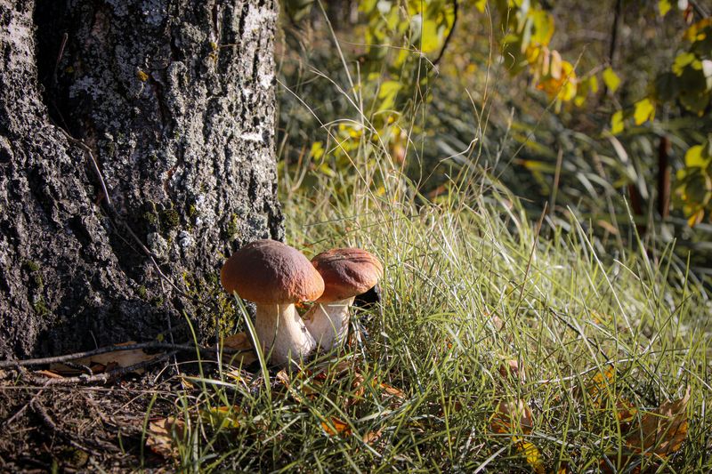 Московская обл. Вспоминая осень...photo preview