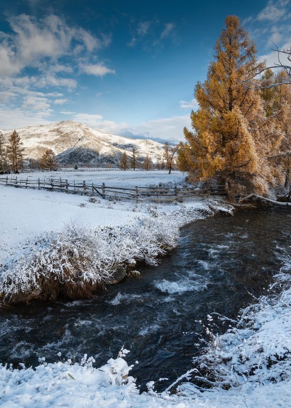 алтай, горный алтай, пейзажи алтая, усть-канский район, горная река, золотая осень, горы, осенний алтай, лиственницы Усть-Канская осеньphoto preview