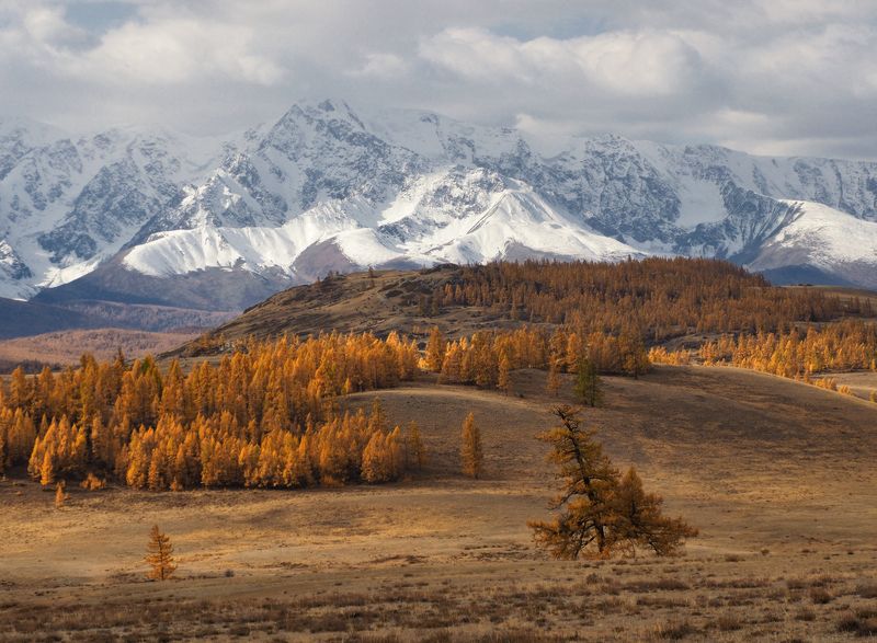 алтай, горный алтай, курай Курайская классикаphoto preview