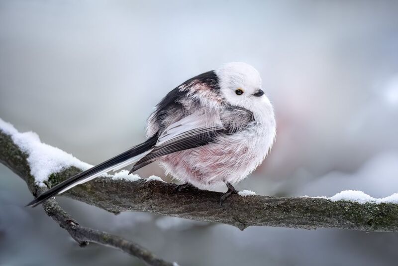 ополовник, диннохвостая синица, longtailed tit, wildlife, лес, природа, зима, снег, birdwatching, фотоохота photo preview