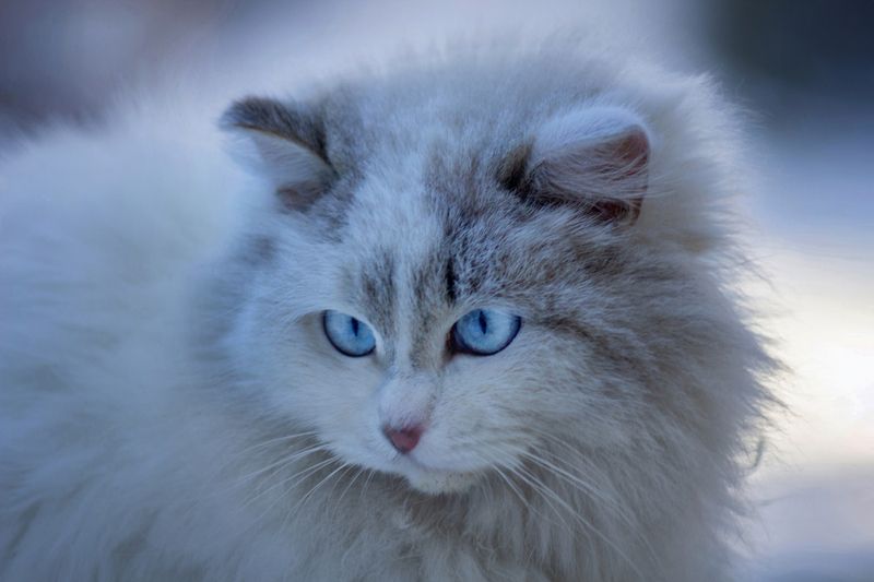 дворовая кошка Сибирячкаphoto preview