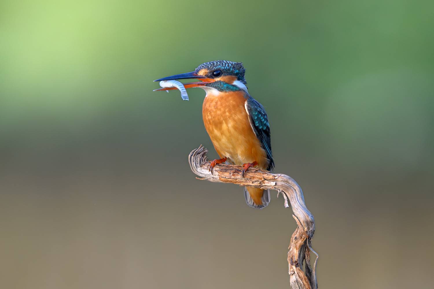 птица, фотоохота, зимородок, природа, фауна, Vladimir Kulikov