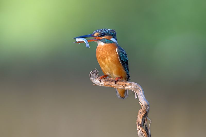 птица, фотоохота, зимородок, природа, фауна Зимородокphoto preview