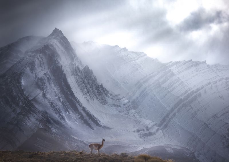 #landscape #animals. #patagonia Alone in lightphoto preview
