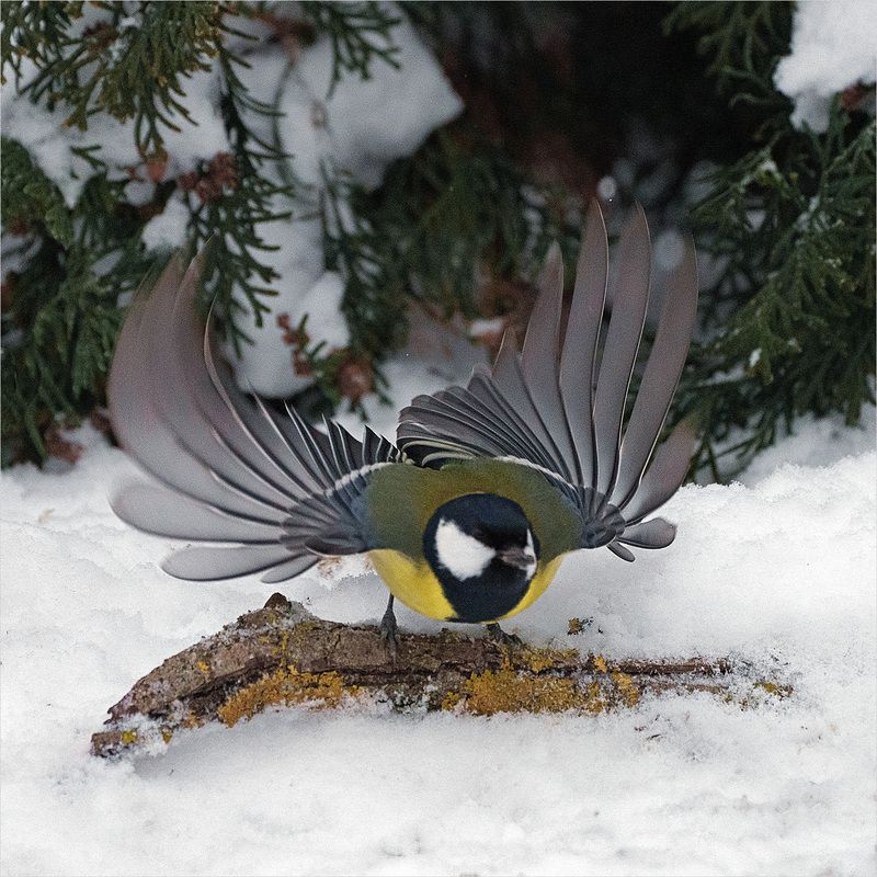 синица Взлетphoto preview