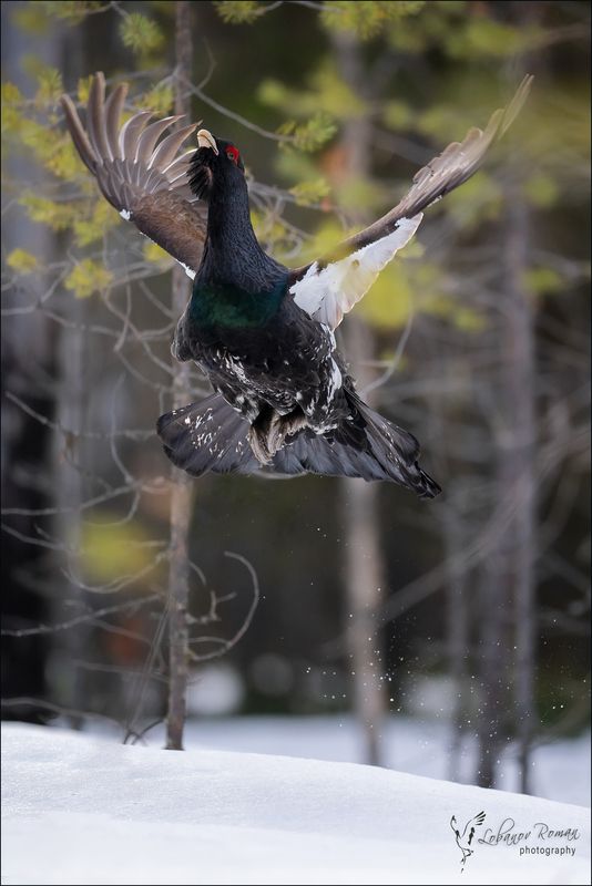Глухарь Лобанов Пересвет Национальный парк «Водлозерский» * * *photo preview