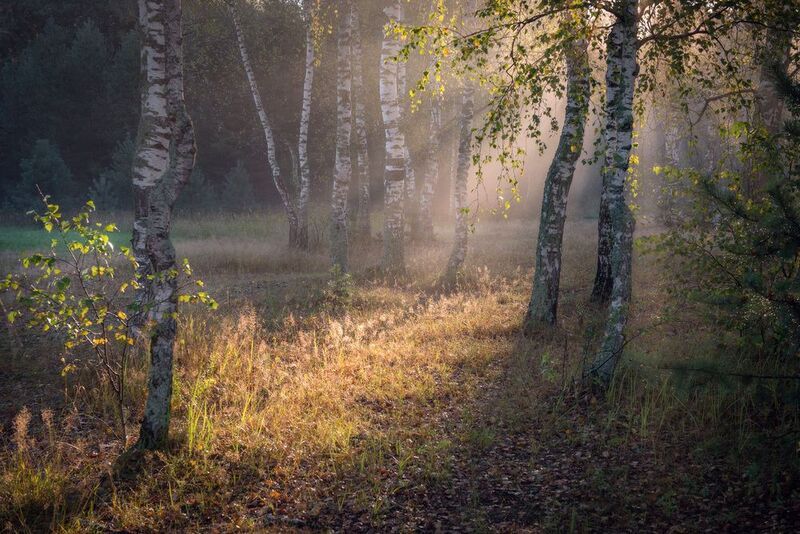 полянка утро туман березки пивоварово Солнечная полянка.photo preview