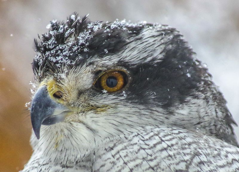 Хищникphoto preview