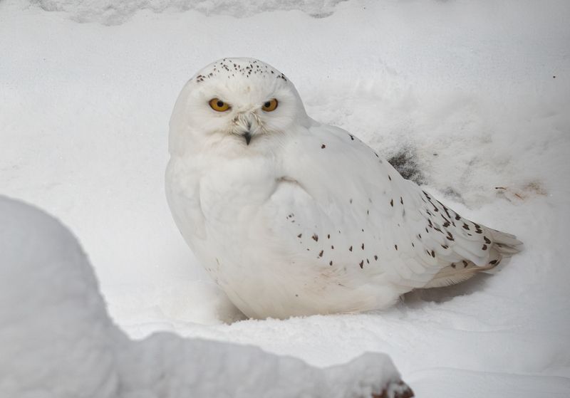 Сова фото превью