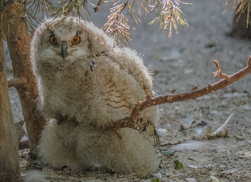 Птенец совы фото превью