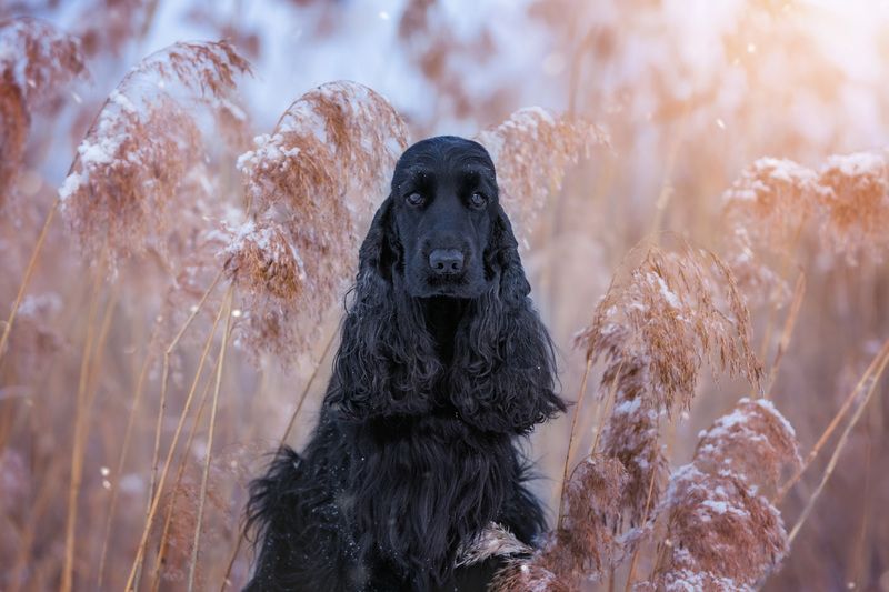 спаниель, кокер, черная собака, зима, поле, камыш, природа, домашние животные Гармония с природой фото превью