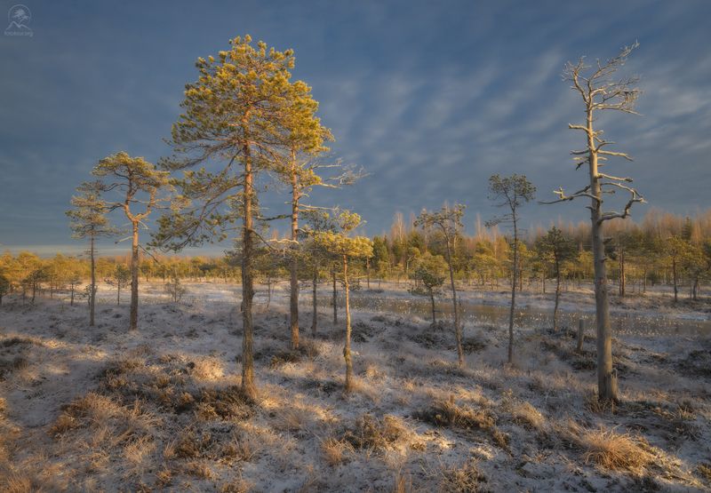 ленобласть, болота, болото, фототур на болота В начале зимы фото превью