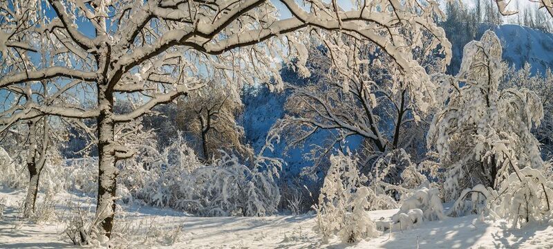 В заснеженных дебряхphoto preview