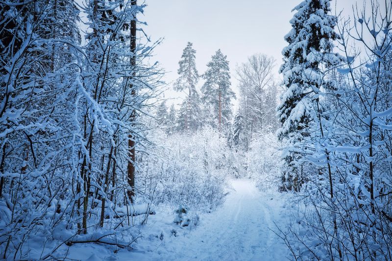 лес, деревья, снег, свет В заснеженном лесуphoto preview