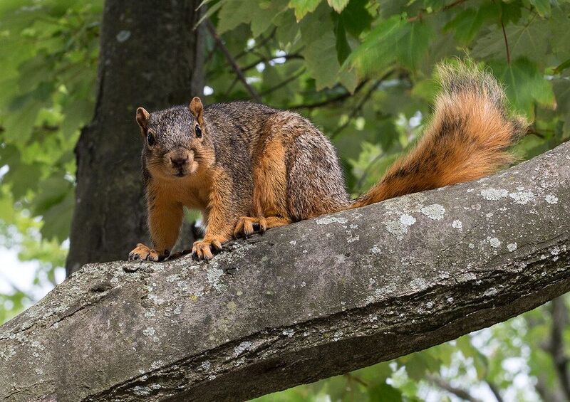 животные, белка Какой принт?!. Орешки давай!..photo preview