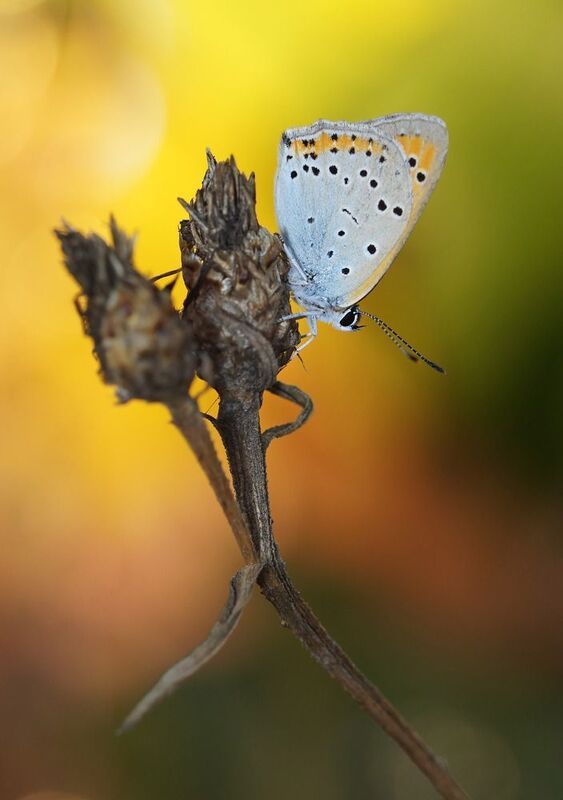 Бабочка Голубянкаphoto preview