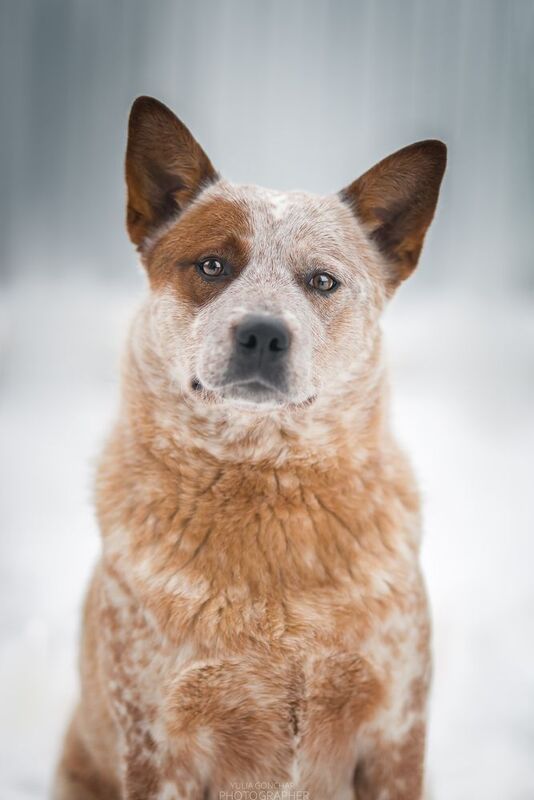 Австралийский хилер фото превью