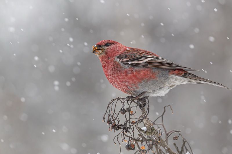 щур, снегопад, птицы  фото превью