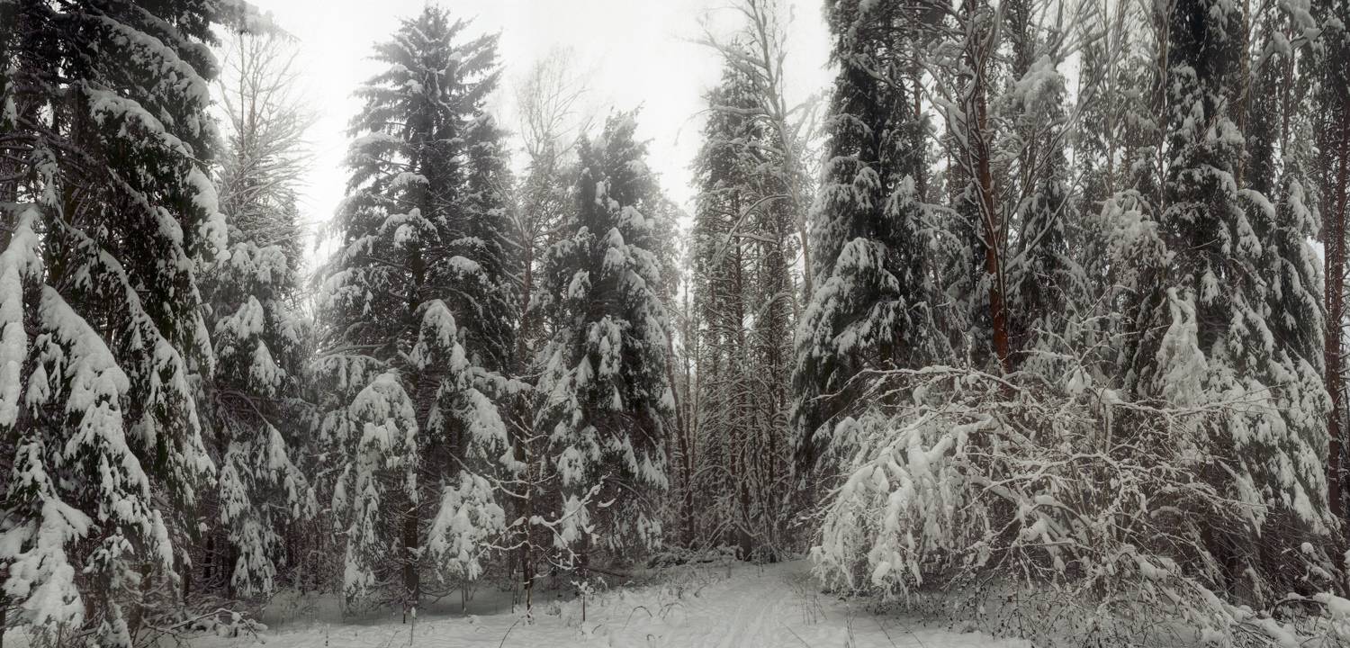 Зима в Щегловской засеке. Автор: Сергей Кочергин Тула, Щегловская засека, ёлочки, Сергей Кочергин