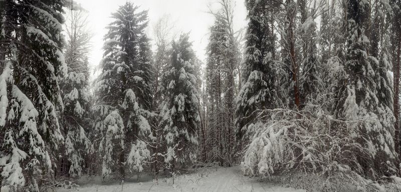 Тула, Щегловская засека, ёлочки Зима в Щегловской засекеphoto preview