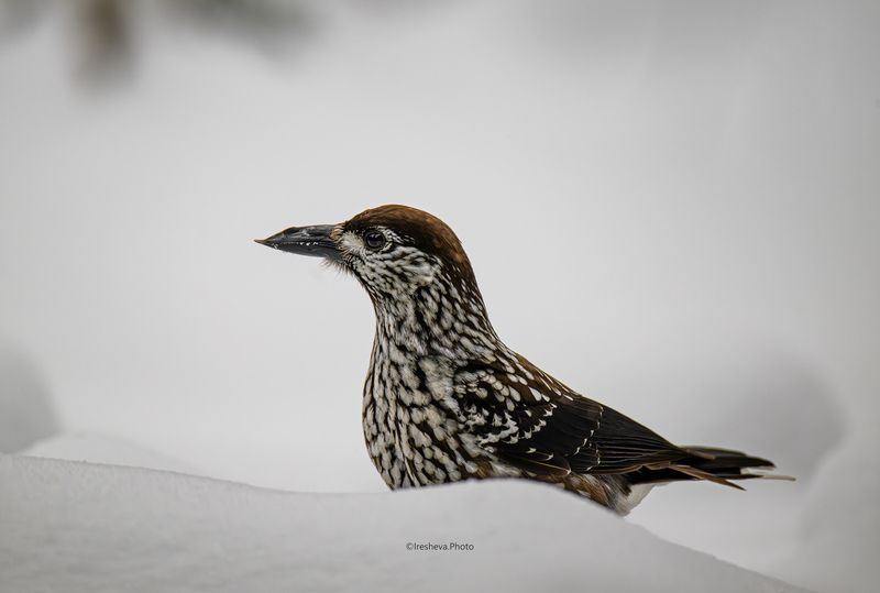 Кедровка, птица Портрет Кедровкиphoto preview