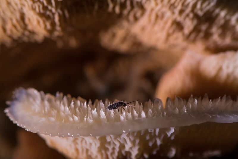 коллембола, флебия дрожащая, мерулиус Сталагмитовое царствоphoto preview