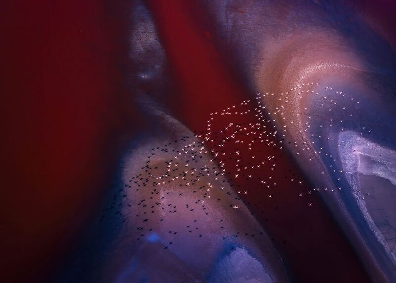 #landscape #animals. #africa. #flamingos Flamingos in 3D environmentphoto preview