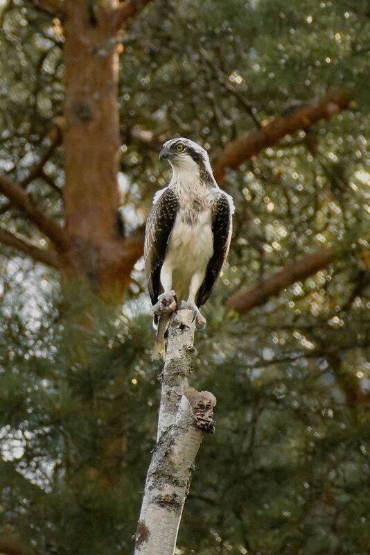 wildlife, birdwatching, nature, bird photography, птица, фотоохота, природа, скопа Скопаphoto preview