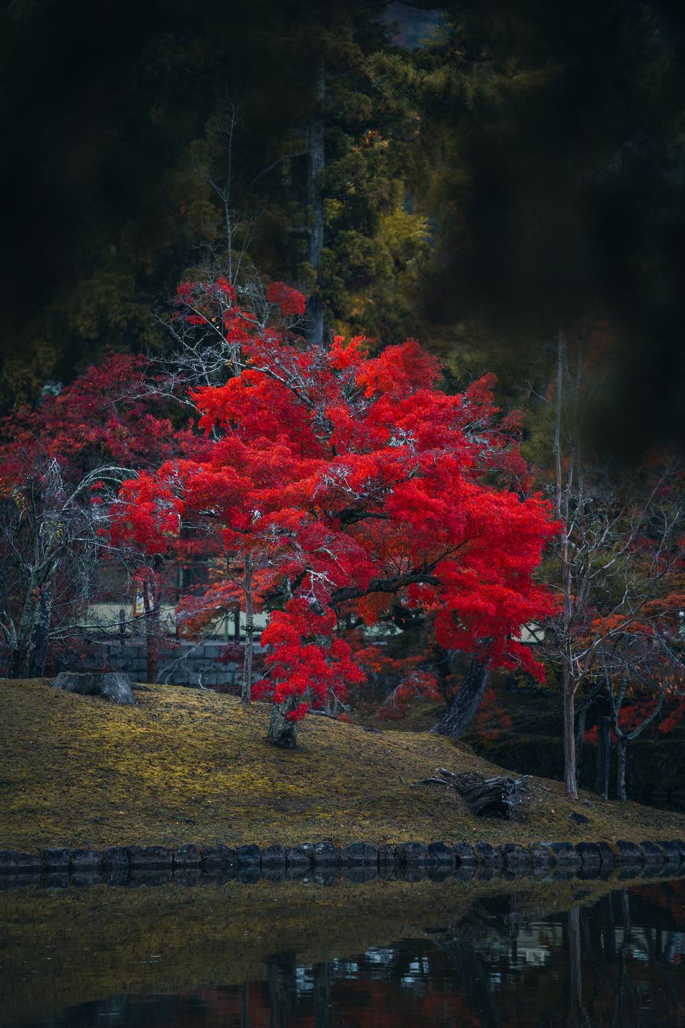 japan, autumn leaves, pond, natural beauty, japanese garden, peaceful nature, nature scene, water reflection, tranquility, nara, japanese culture, fall landscape, fall foliage, japan autumn, wanderlust, fall colors, serene landscape, japanese maple, nara , Батагов Сармат