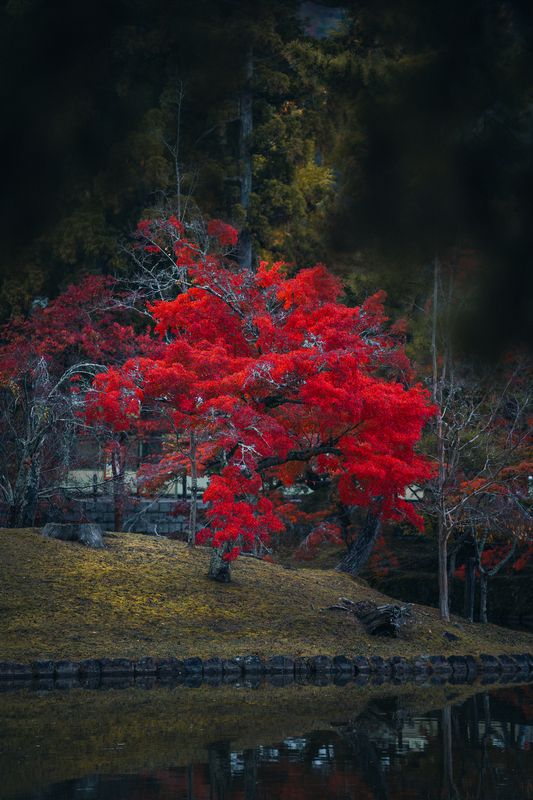 japan, autumn leaves, pond, natural beauty, japanese garden, peaceful nature, nature scene, water reflection, tranquility, nara, japanese culture, fall landscape, fall foliage, japan autumn, wanderlust, fall colors, serene landscape, japanese maple, nara  A red maple in Japan.photo preview
