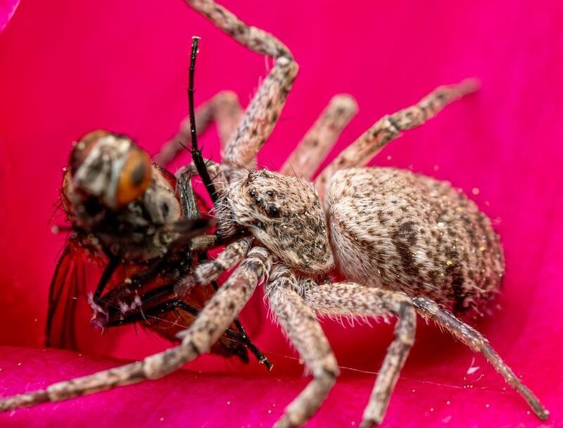 паук Паук краб обедаетphoto preview