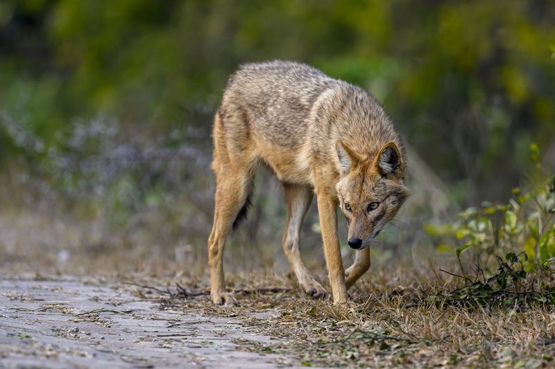 Хитрый взгляд шакалаphoto preview