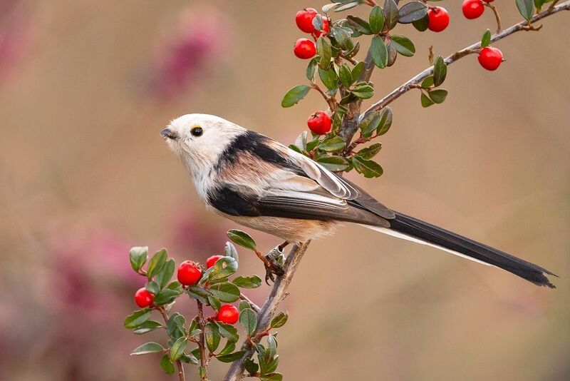 Long-tailed Tiphoto preview