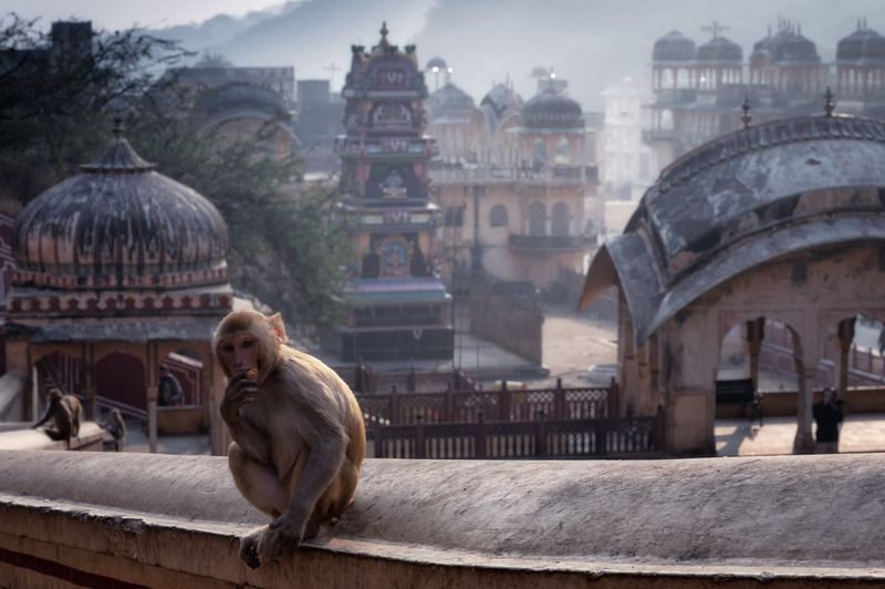 городской пейзаж, архитектура, храмы, храмовый комплекс галта, галта, храм обезьян, окрестности джайпура, джайпур, индия Храм обезьян (храмовый комплекс Галта) в окрестростях города Джайпур, Индия.photo preview