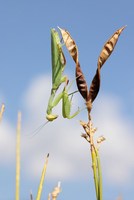 богомол, насекомое, лето, природа Закавказский древесный богомол фото превью