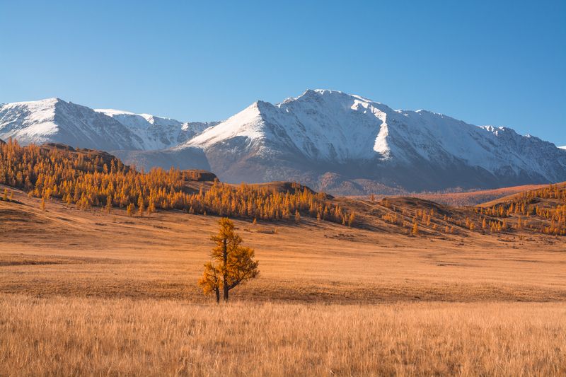 россия, горный алтай, степь, счх, дерево, утро, осень Одинокое деревоphoto preview