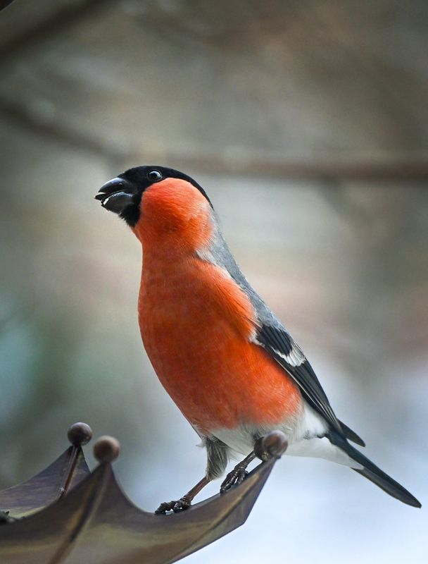 снегирь Позёр)))photo preview