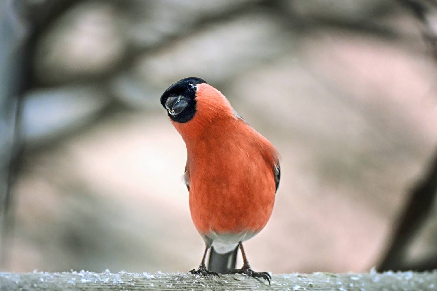 снегирь, птица, Ушакова Елена