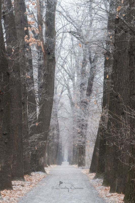 деревья, иней, пейзаж, зима, природа Королевство серебряного инея, затерянное в морозной дымке утра...photo preview