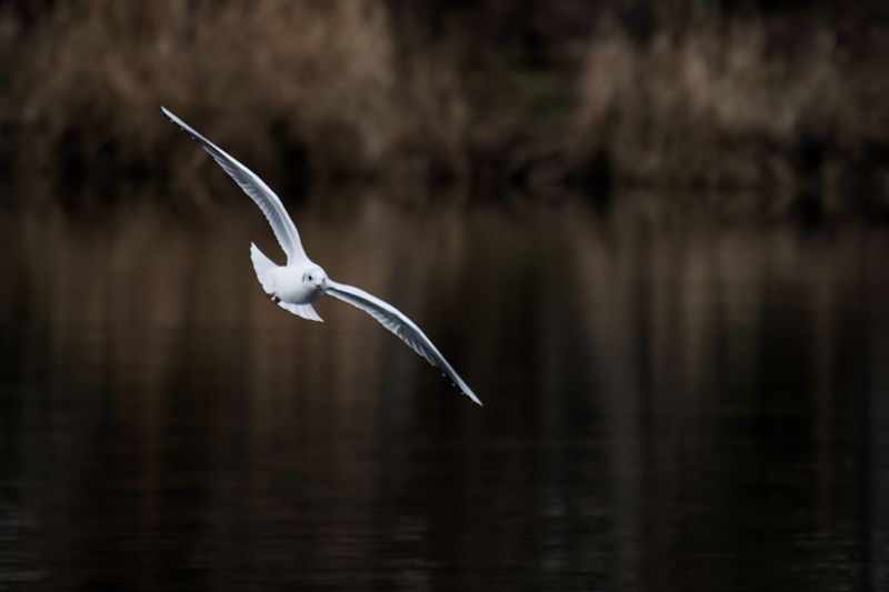 bird, птица, чайка, озерная чайка, larus ridibundus, калининград Вечерний облет фото превью